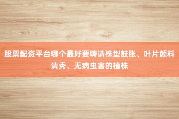 股票配资平台哪个最好要聘请株型鼓胀、叶片颜料清秀、无病虫害的植株